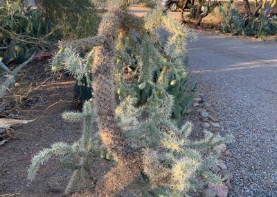 Cholla Cactus, Tucson RV Park