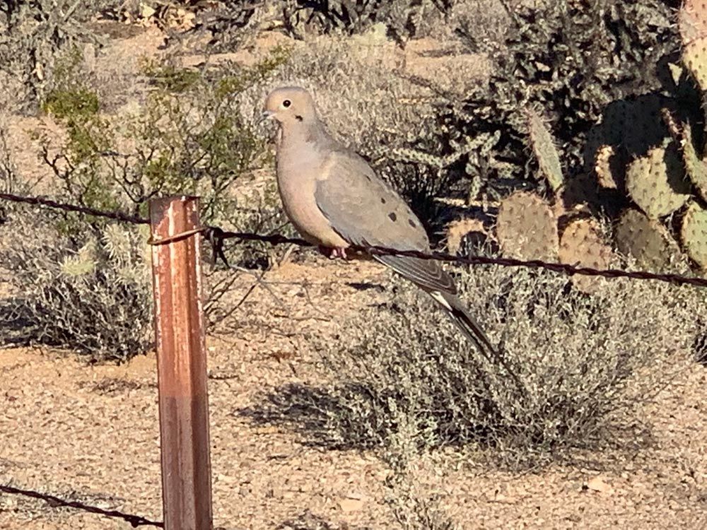 Dove in Tucson