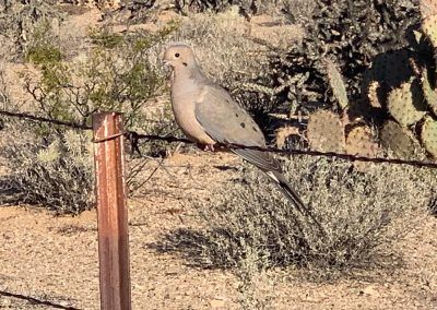 Dove at Tucson RV Park