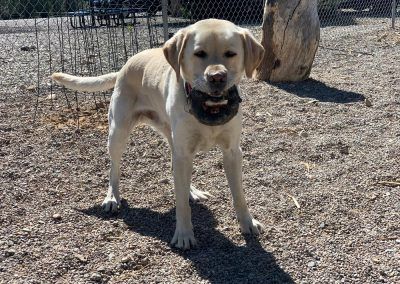 RV Park with dog run, Tucson