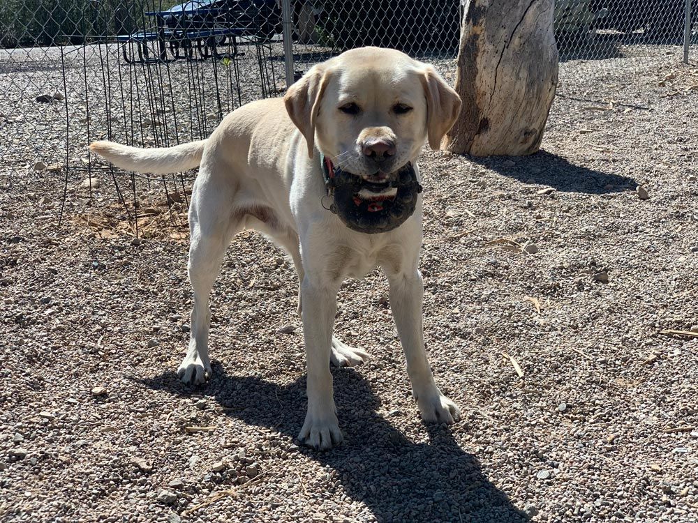 RV Park with dog run, Tucson